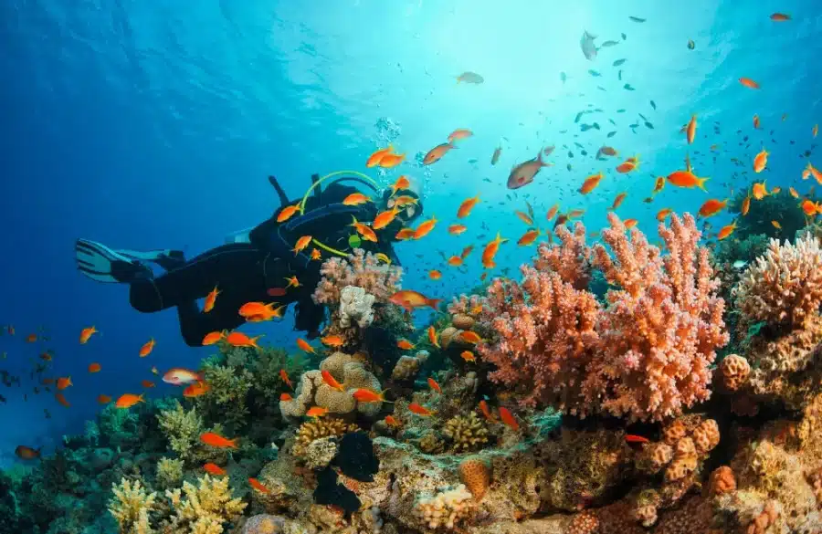 Ultimate Guide to Koh Samui Diving