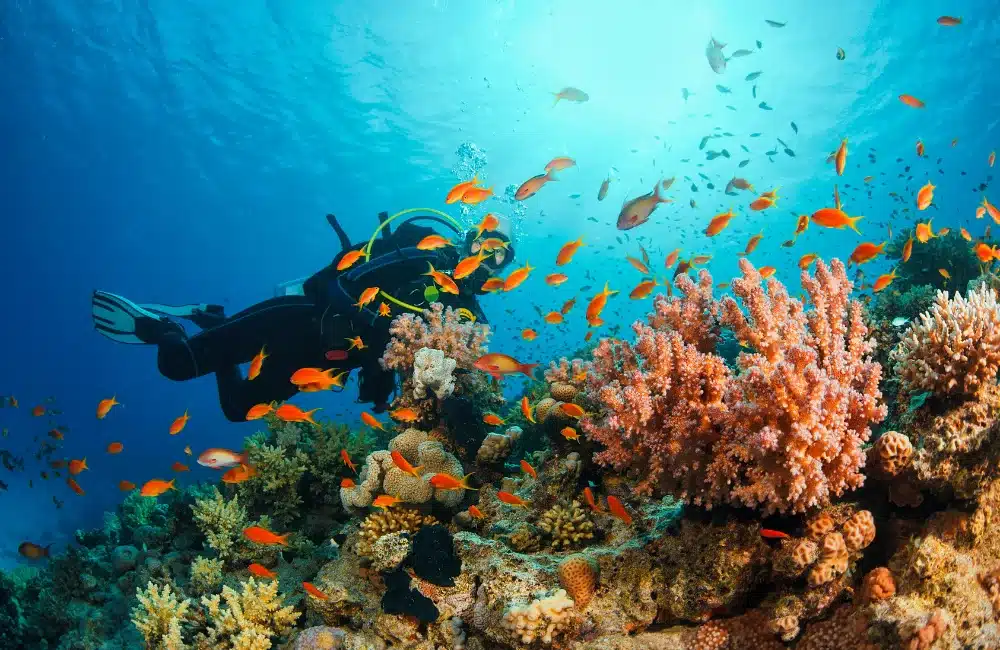 Ultimate Guide to Koh Samui Diving