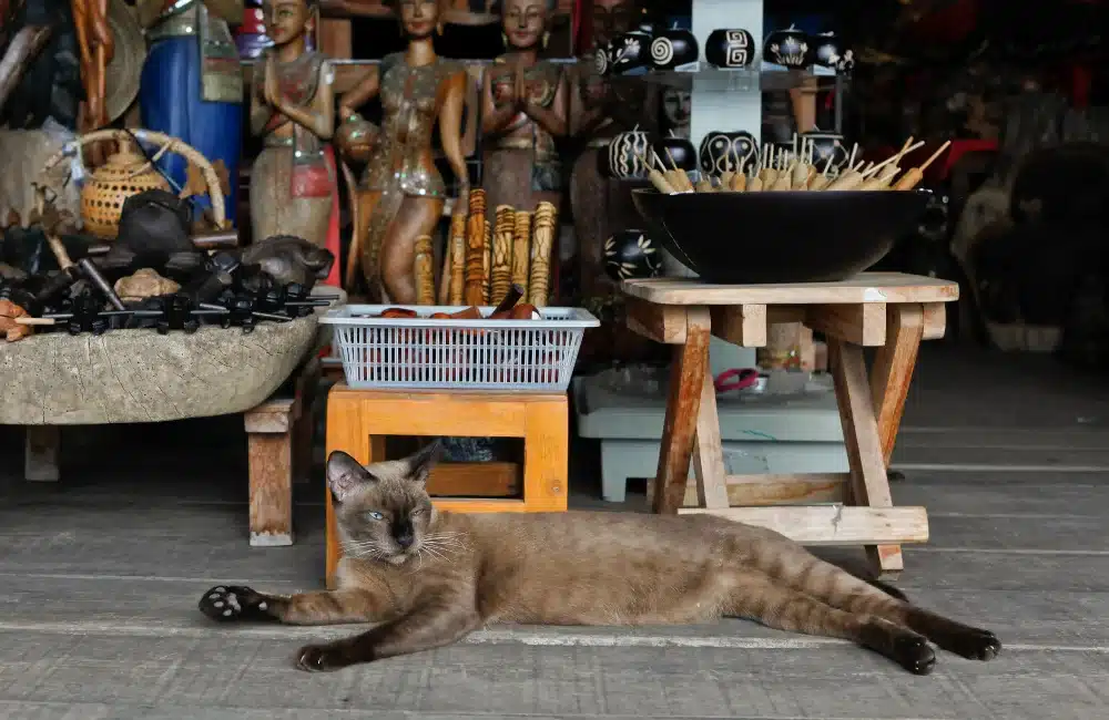 Cat and Thai Souvenirs